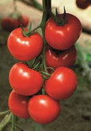 Tomat Cindel