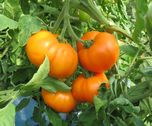 Tomat PILLE