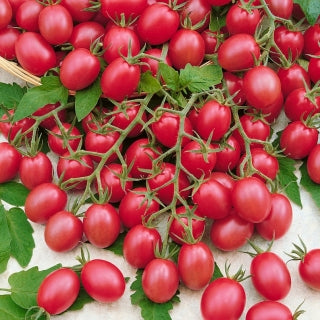 Kirsstomat kõrge punane Rasberry Red piklik vili