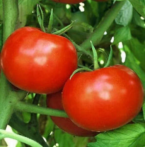Tomat Polfast