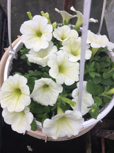 Load image into Gallery viewer, Ampel valge petuunia Patio Lemon
