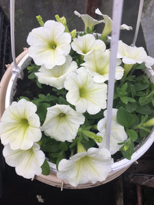 Ampel valge petuunia Patio Lemon