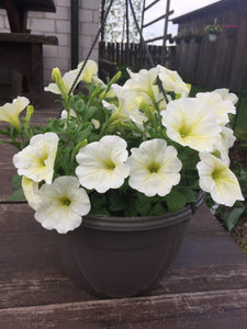 Ampel valge petuunia Patio Lemon