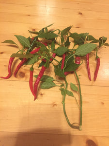 Tsilli Cayenne