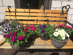 Ampel valge petuunia Patio Lemon
